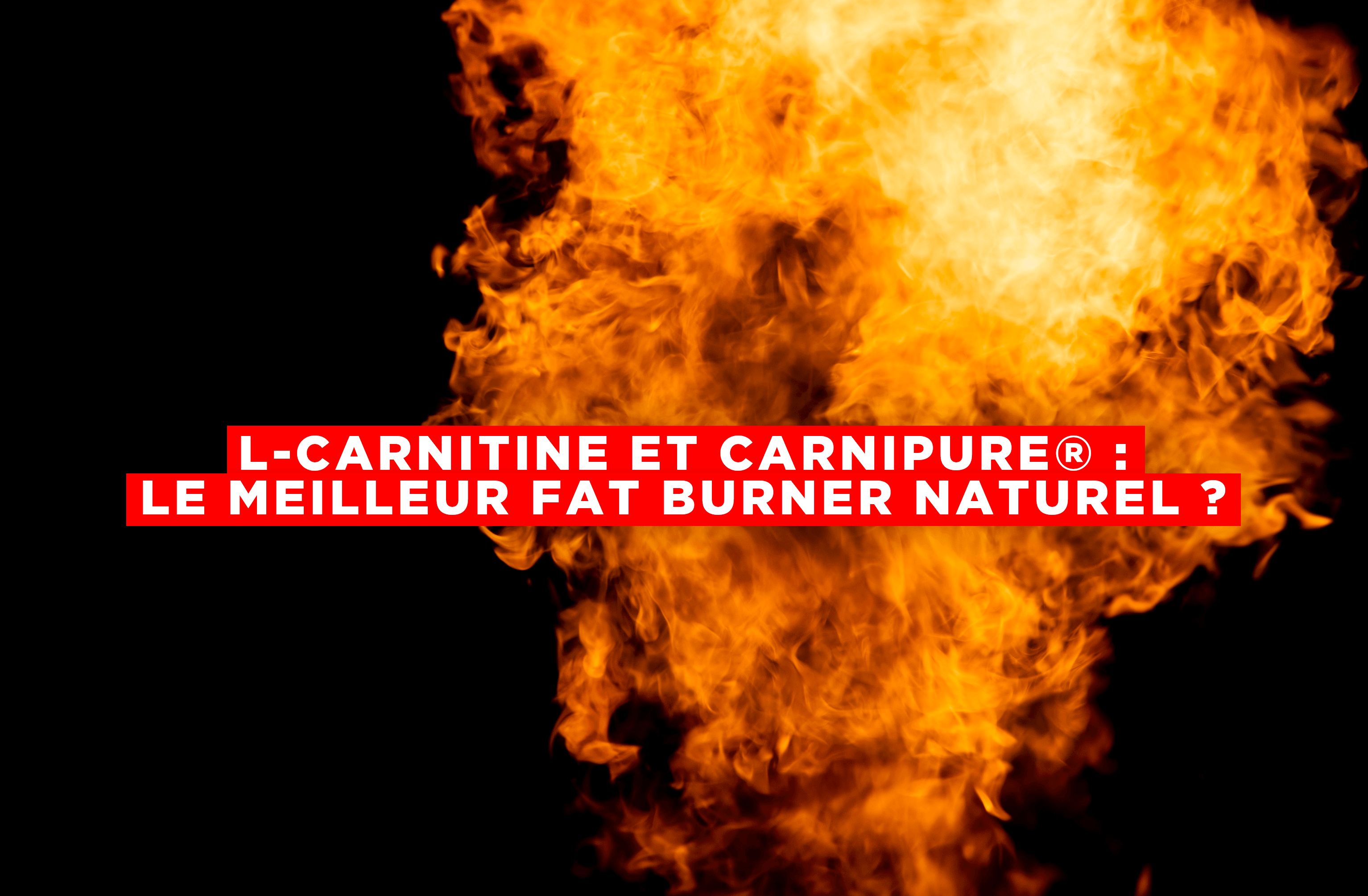 L-Carnitine et Carnipure® : le meilleur brûle graisse naturel ? Image