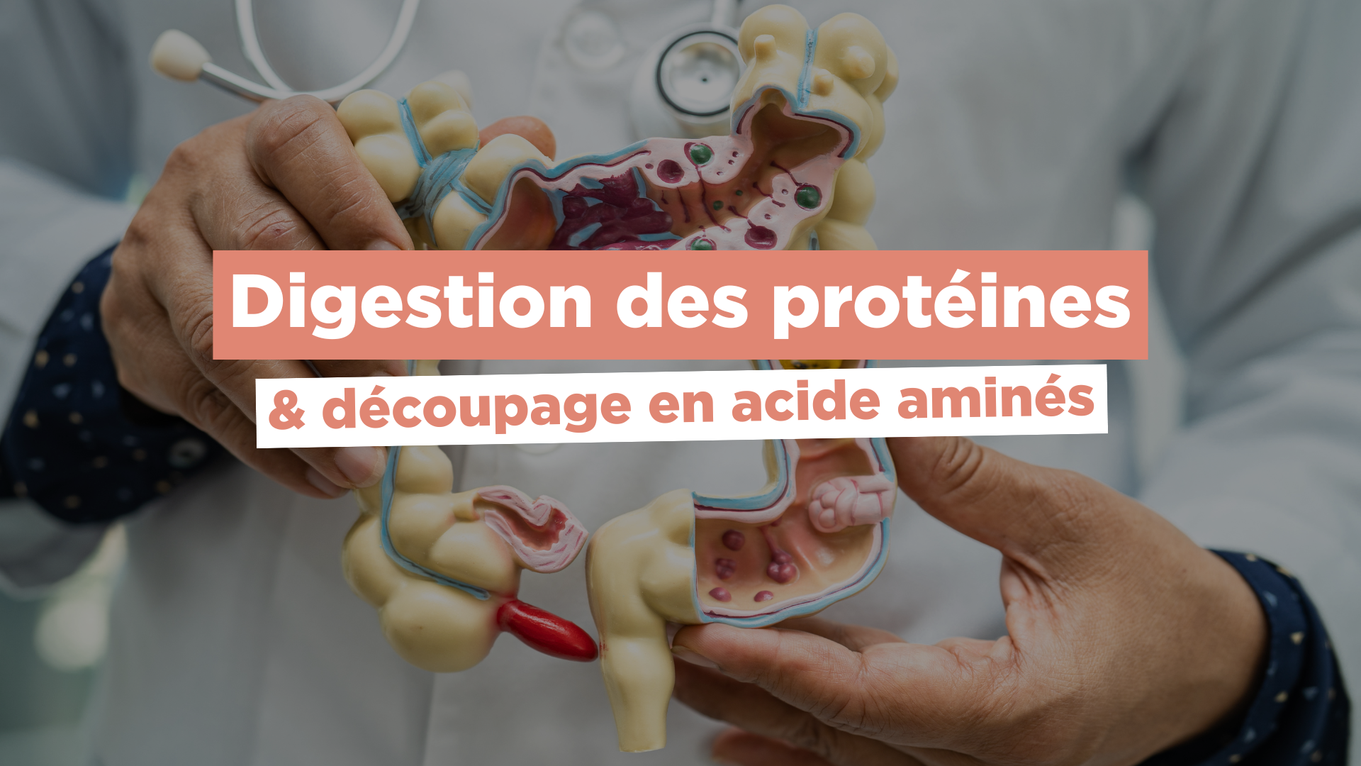 Digestion des protéines et découpage en acides aminés Image
