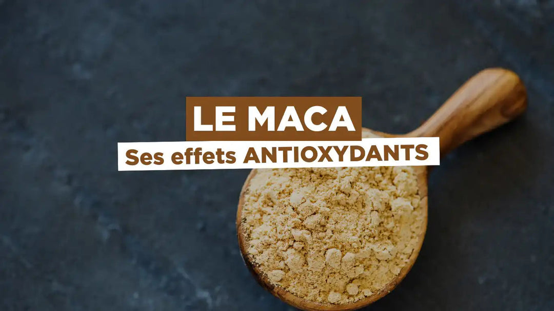 Études : effets antioxydants du Maca