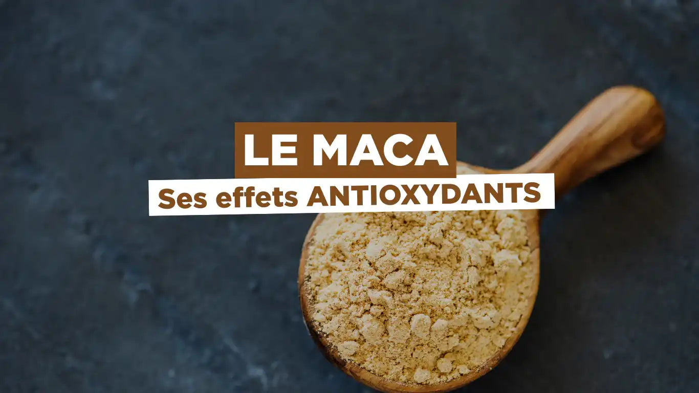 Études : effets antioxydants du Maca