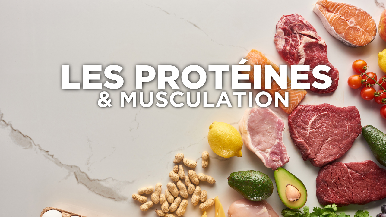 Nutrition : protéines en musculation Image
