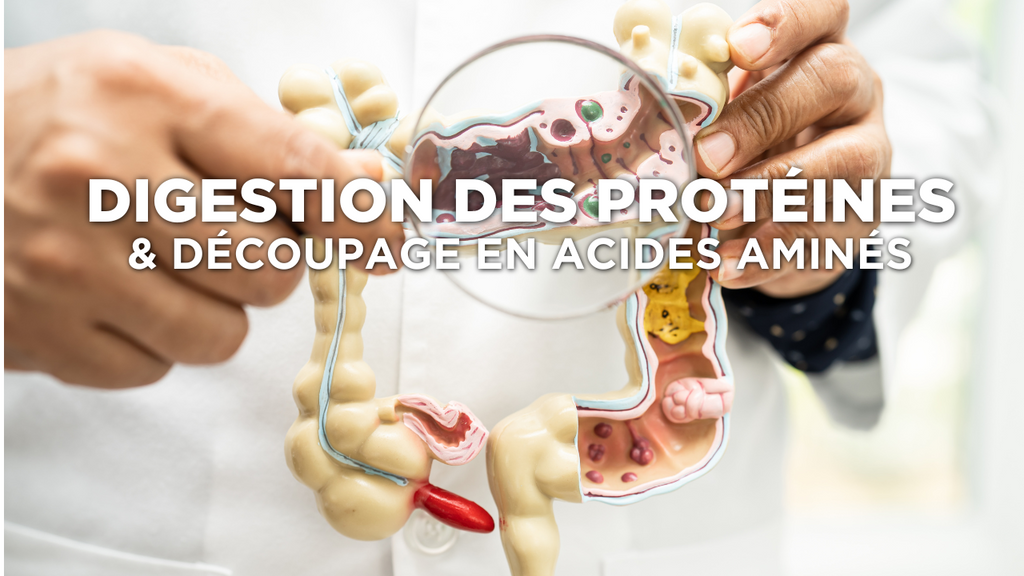 Digestion des protéines et découpage en acides aminés