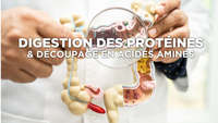 Digestion des protéines et découpage en acides aminés