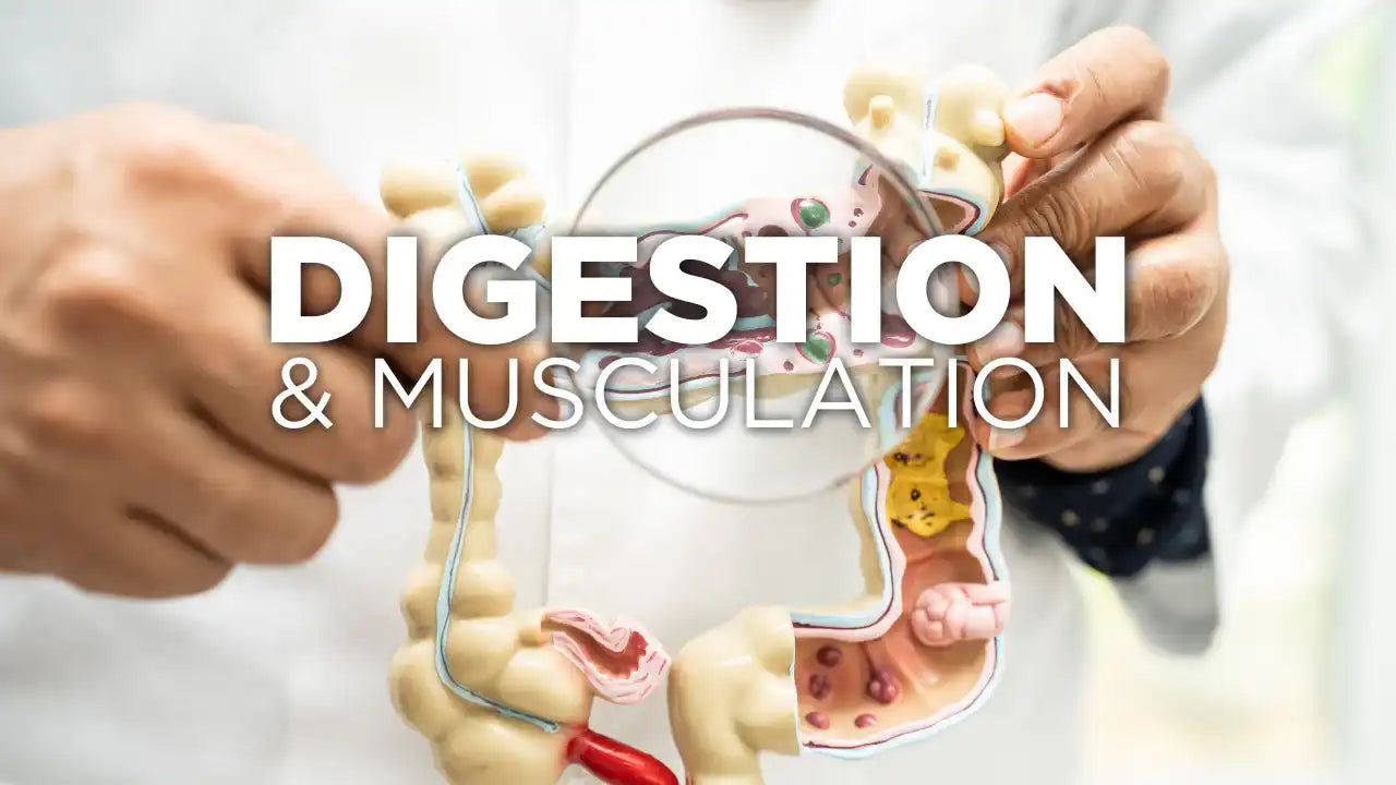 Une bonne digestion est essentielle pour progresser en musculation
