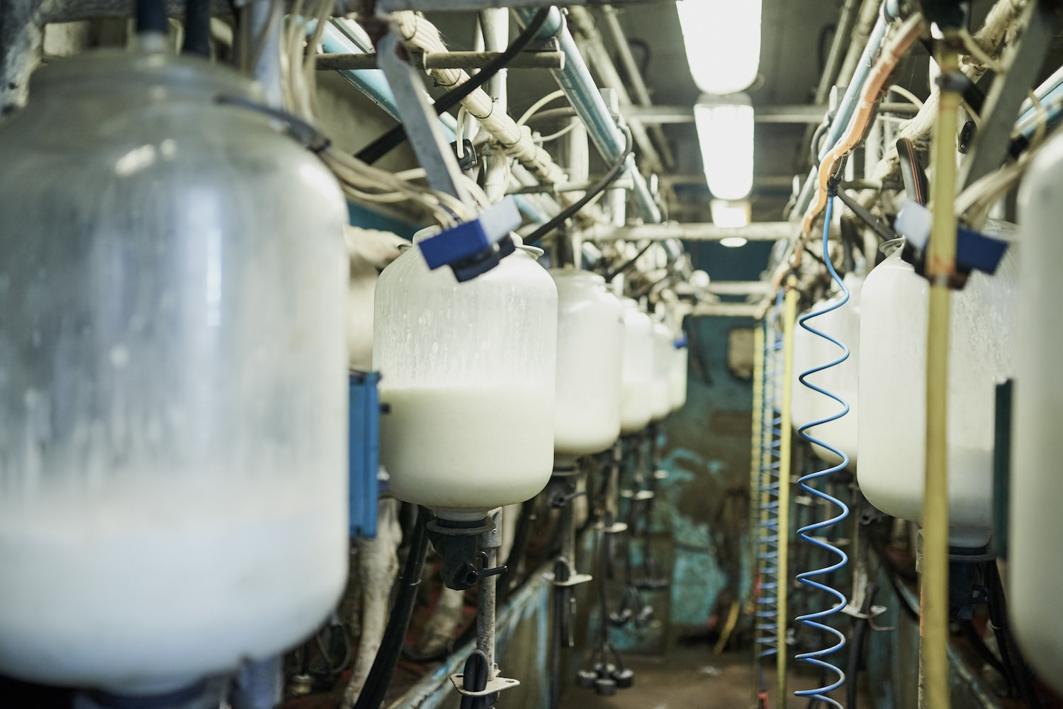 Protéines : la différence entre la Whey Concentrée et la Whey Isolat Image